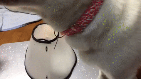 Прикольные гифки