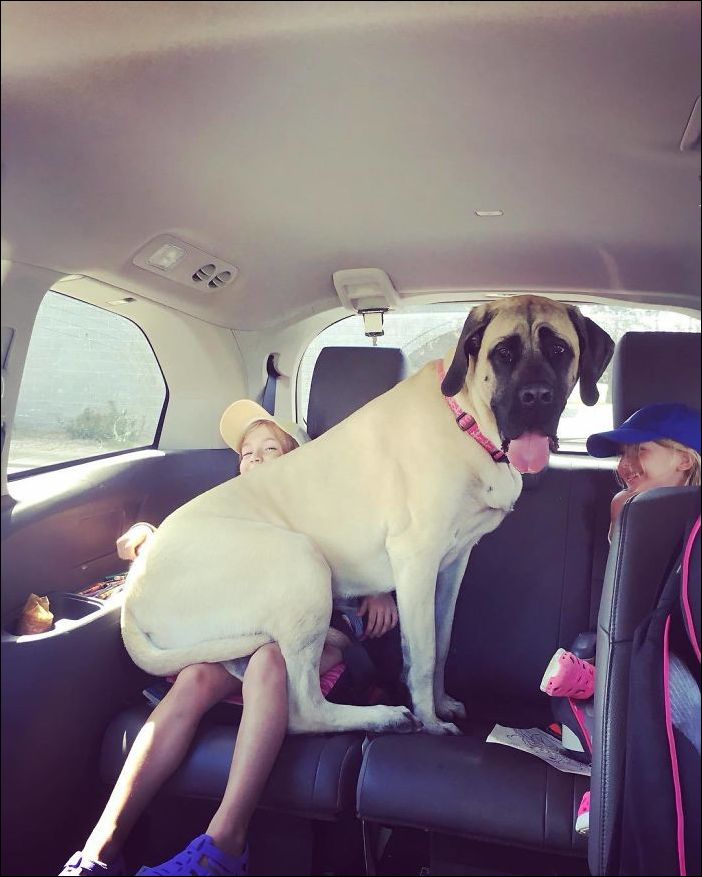 очень большие собаки