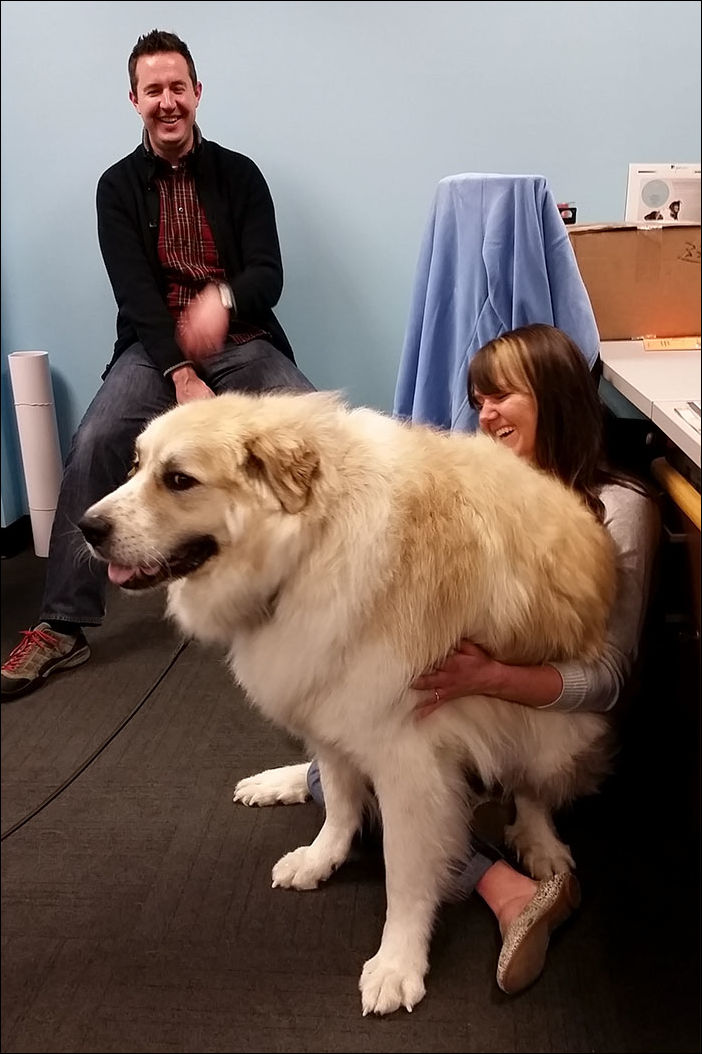 очень большие собаки