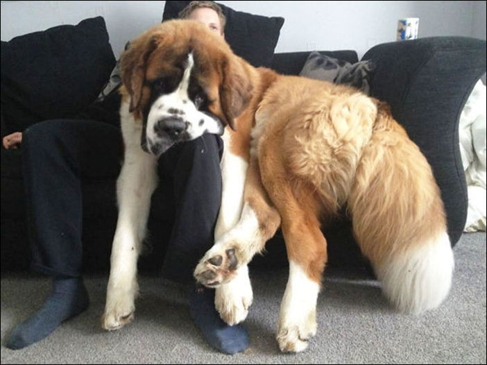 очень большие собаки