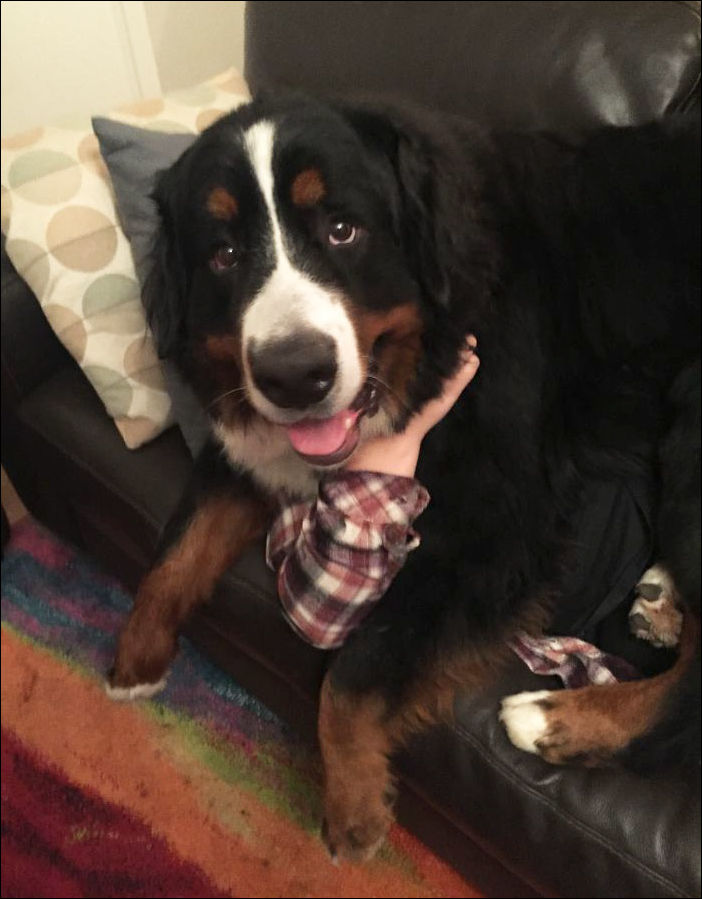 очень большие собаки