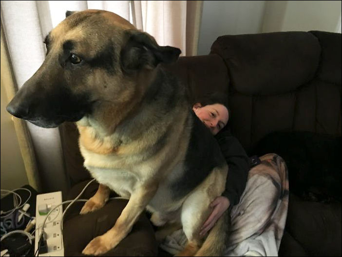 очень большие собаки