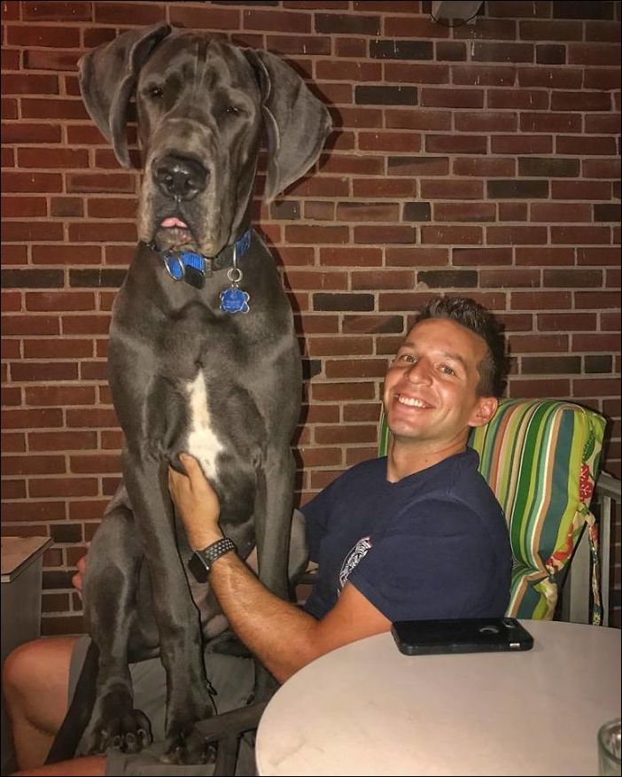 очень большие собаки