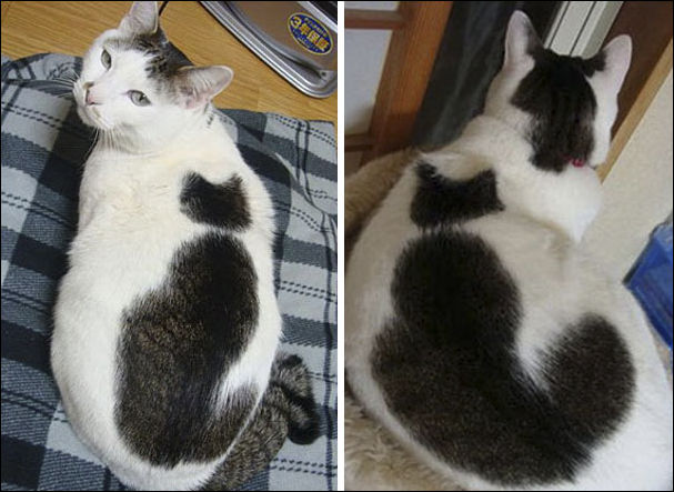 коты с необычным окрасом шерсти