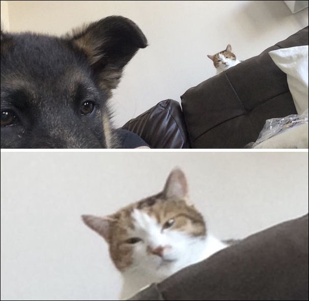 коты и собаки живущие вместе