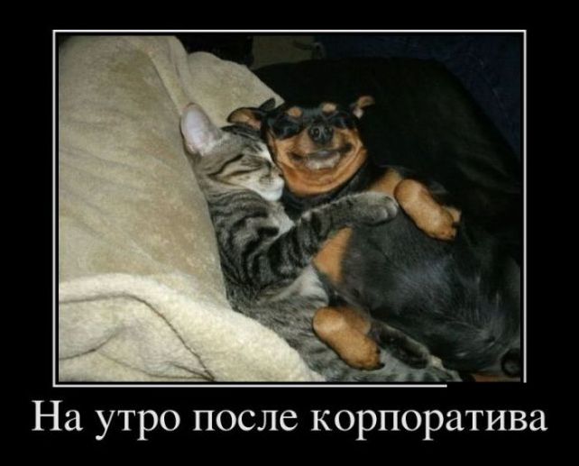 демотиваторы