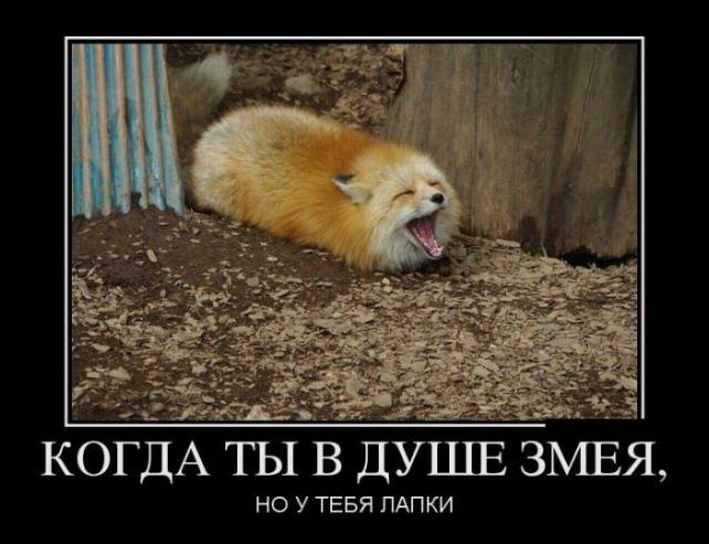 демотиваторы