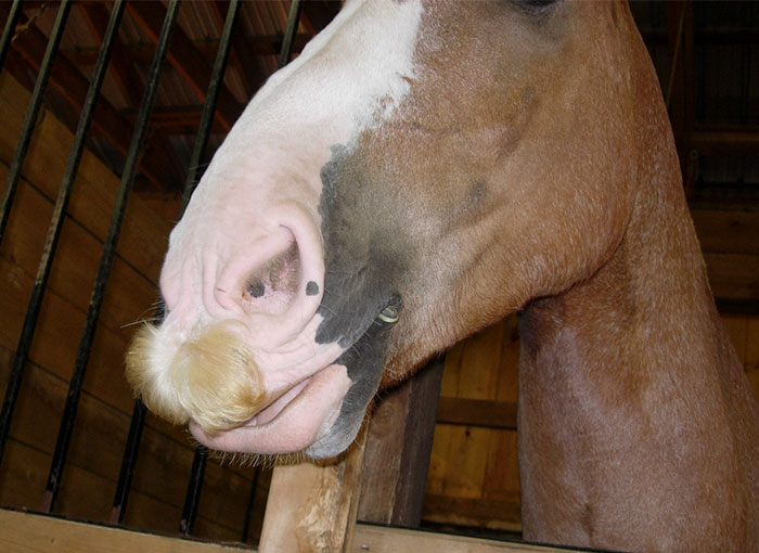усы у лошади