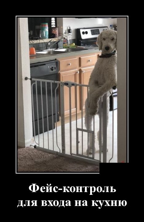 демотиватор