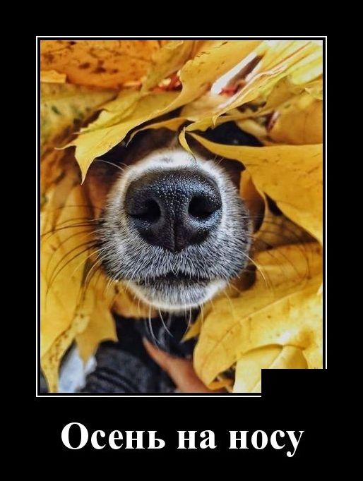 демотиватор