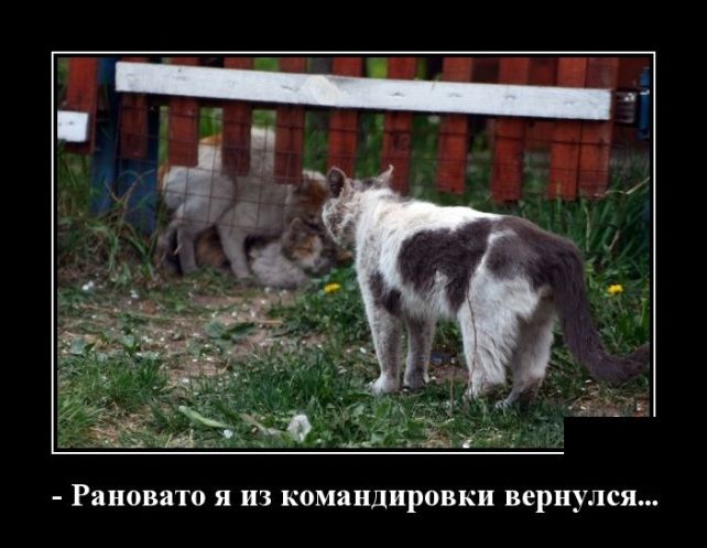 демотиваторы