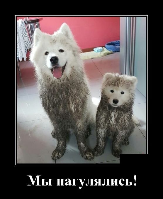 демотиваторы