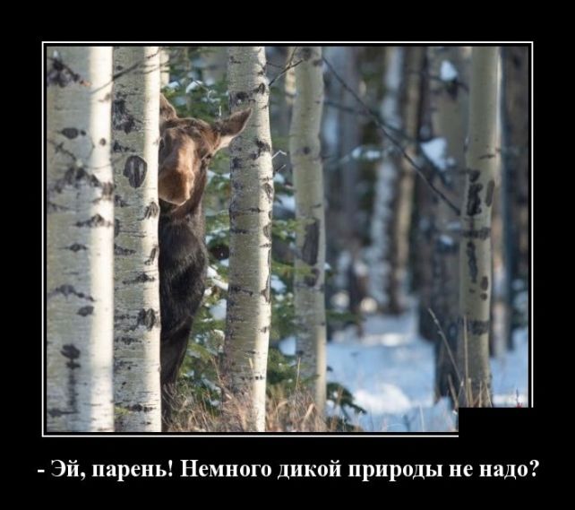 демотиватор