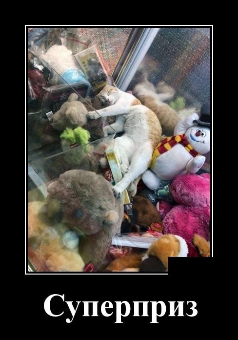 демотиватор