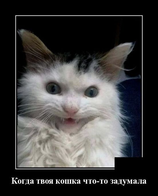 демотиватор