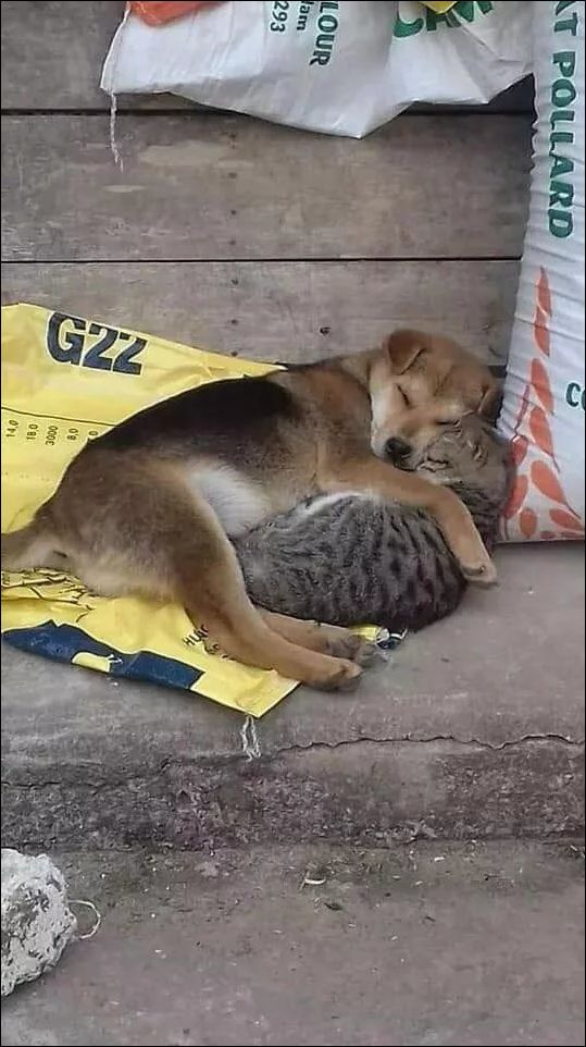 фотоприколы