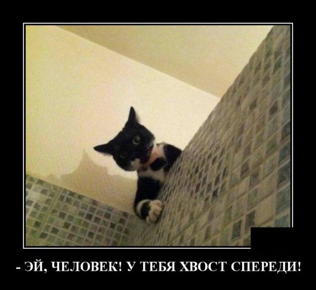 демотиватор