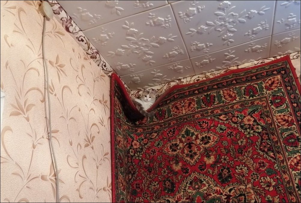 фото приколы