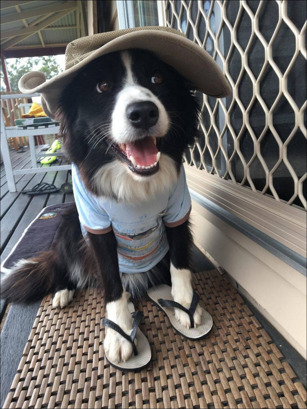 фото приколы