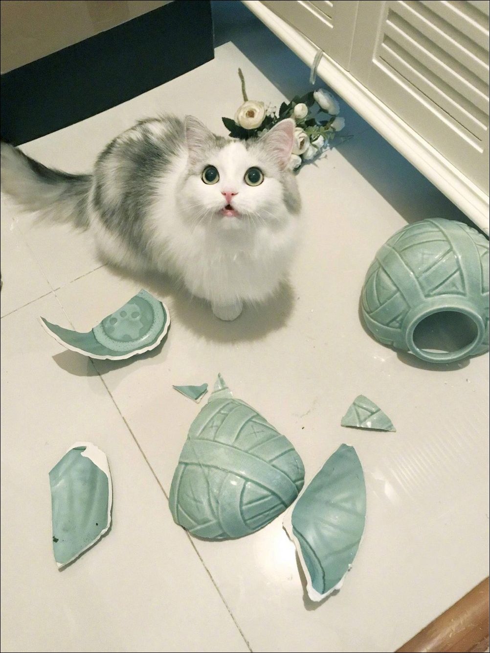 фото приколы