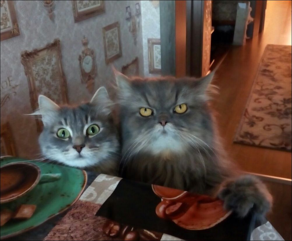 фото приколы