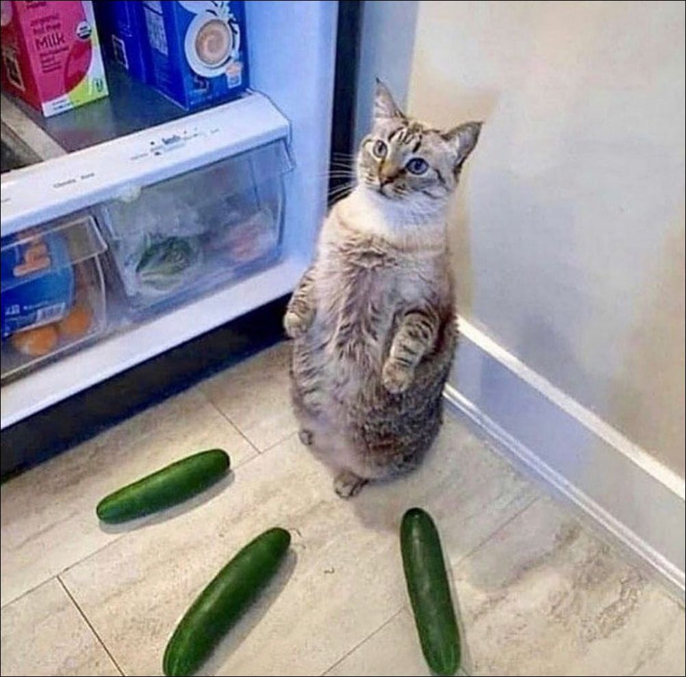 фото приколы