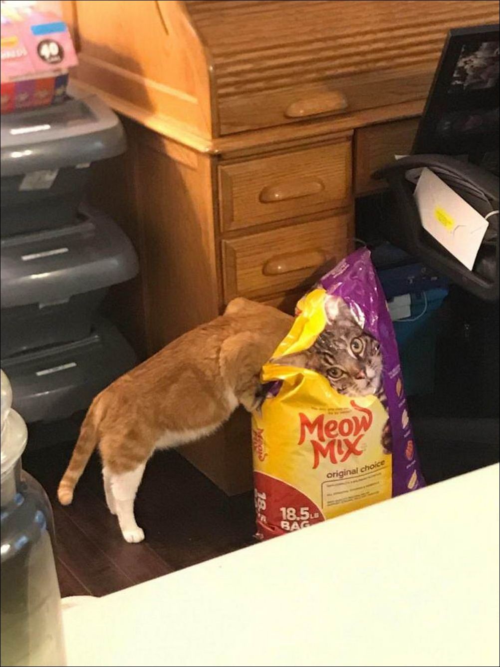 фото приколы