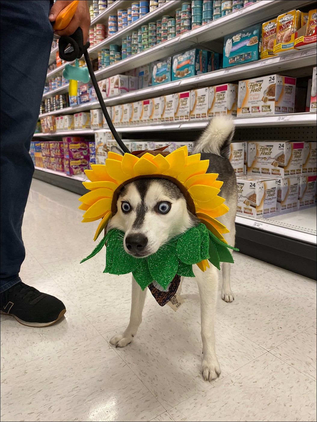  фото приколы 