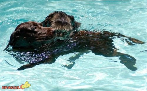 Коты и собаки