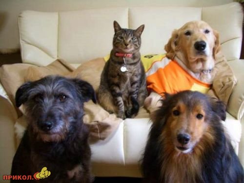 Коты и собаки