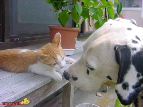 Коты и собаки