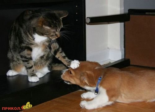 Коты и собаки