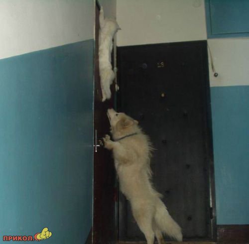 Коты и собаки