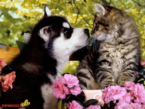 Коты и собаки