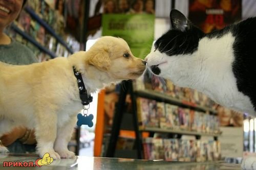 Коты и собаки