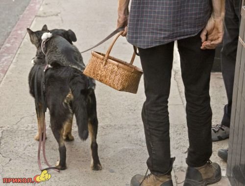 Коты и собаки