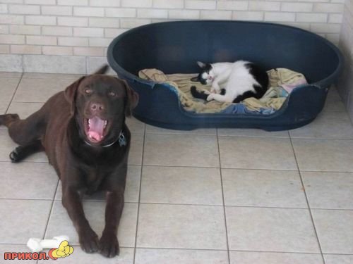 Коты и собаки