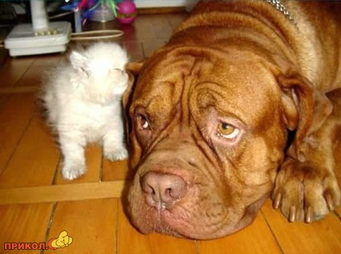 Коты и собаки