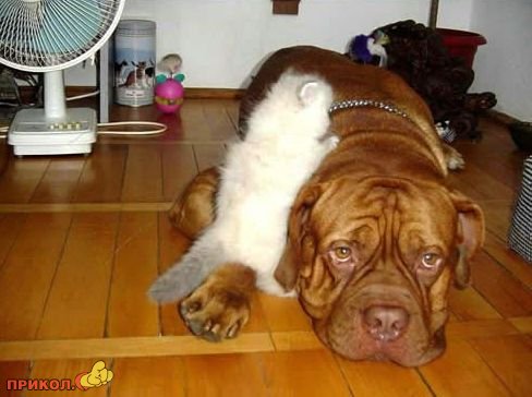 Коты и собаки