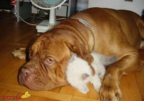 Коты и собаки