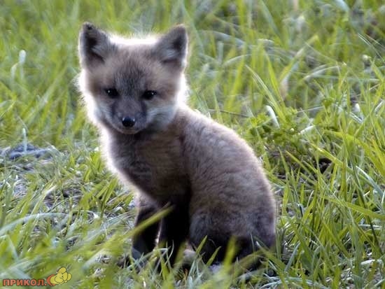 animals_02.jpg
