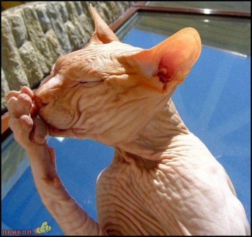 animals_04.jpg