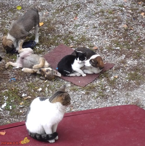 animals_06.jpg