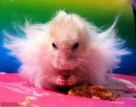 animals_07.jpg