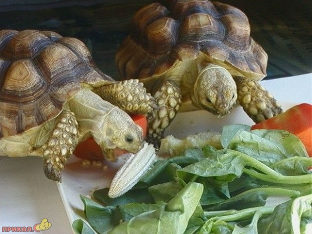 animals_08.jpg