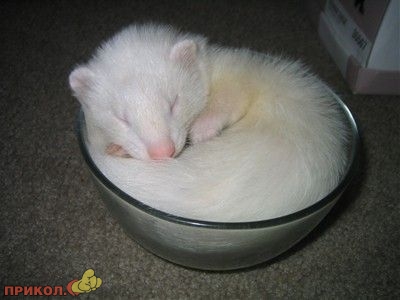 animals_09.jpg