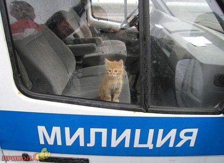 animals_11.jpg