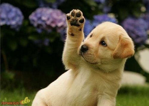 animals_13.jpg