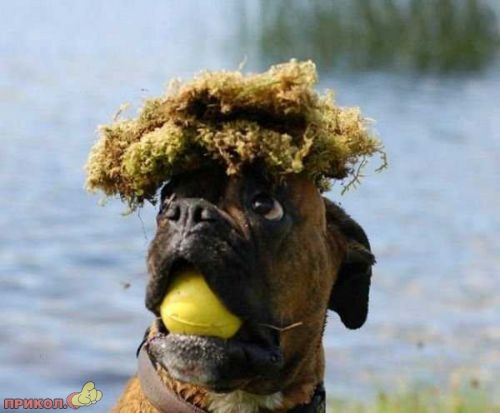 animals_17.jpg