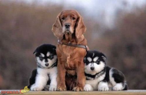 animals_18.jpg